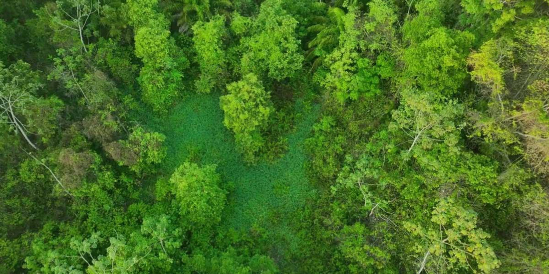 Her Halı Bir Fidan: Evinizi Güzelleştirirken Doğaya Katkı Sağla